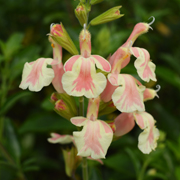 Salvia Belle de Loire